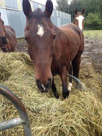 Bay horse with cute ears
                      standing in a hay pile