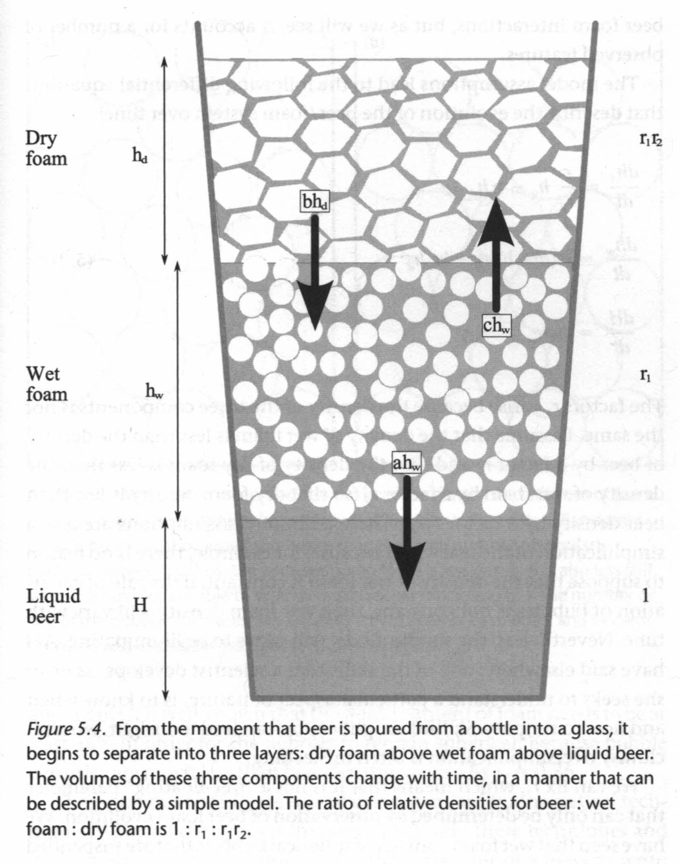 The Physics Behind the Bubble Cascade That Forms in a Glass of Guinness Beer