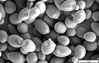 Scanning electron microscope image of brewer's yeast.