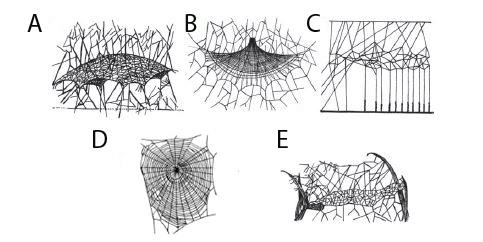 fives types of spiderwebs