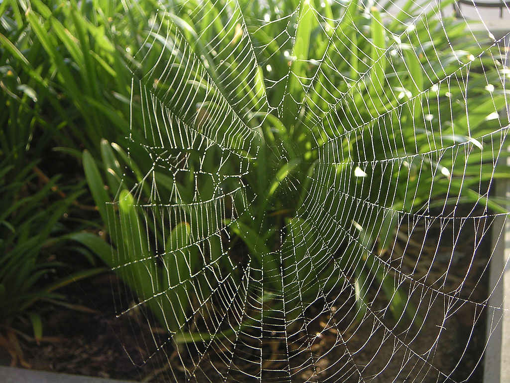 Spider web image