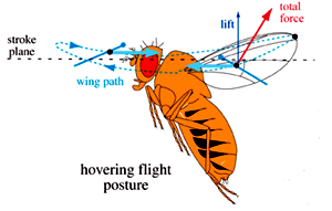 Image showing the
      forces on and created by a fruit fly wing