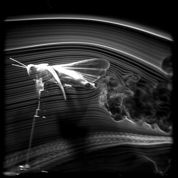 Smoke visualization of locust in wind
        tunnel