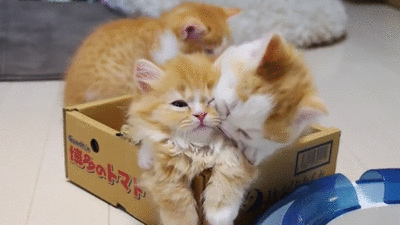 more
                                                        kittens