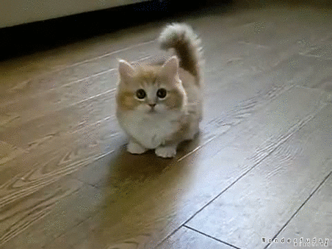 Kitten gif