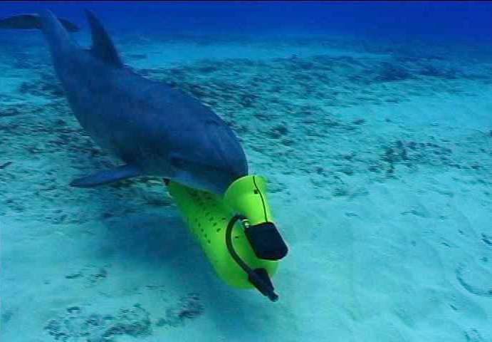 Dolphin scanning ocean floor