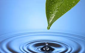 Leaf water
