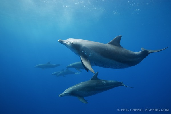 Group of
                dolphins image