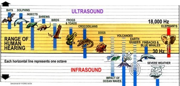 Chart showing
                  ranges of ultrasound and infrasound